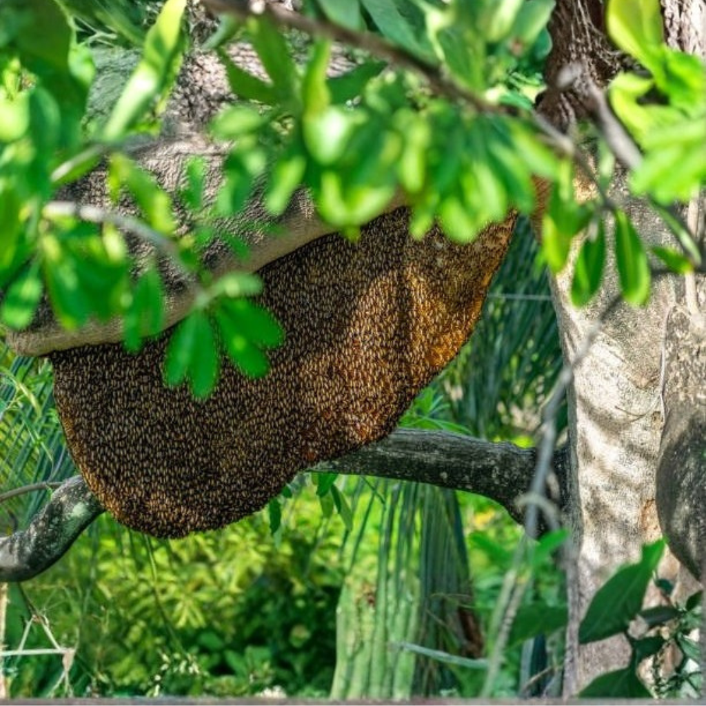 Gul Honey 100% Pure Raw Forest Honey